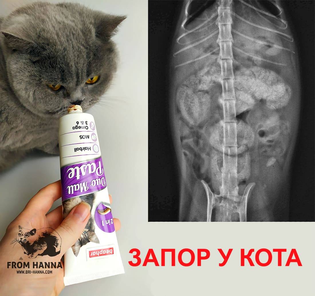 Как лечить кошку вазелиновым маслом от запора