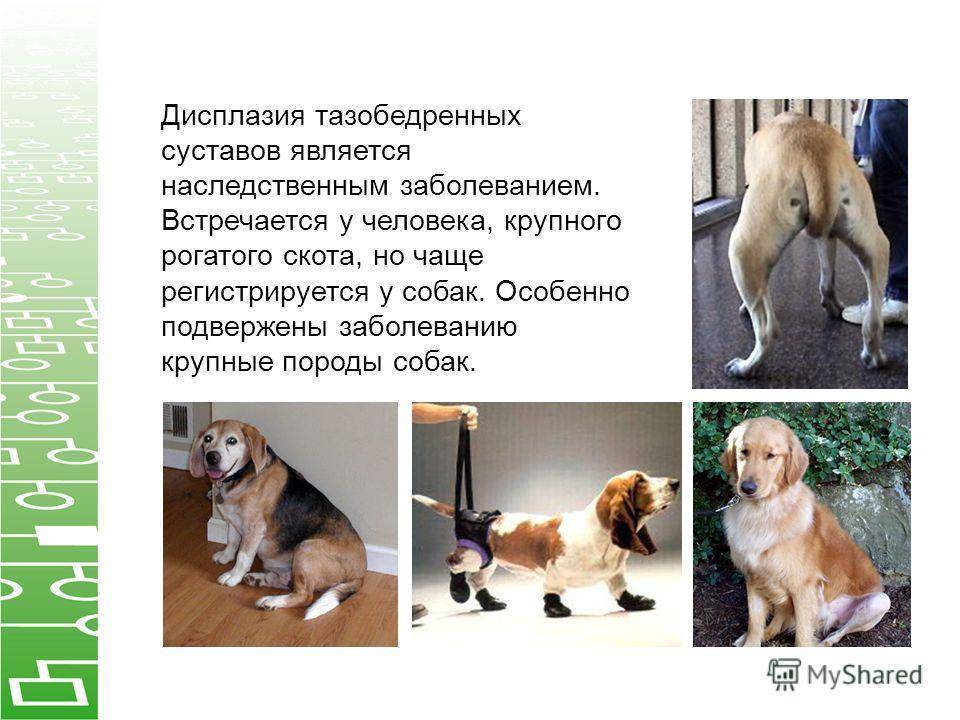 Дисплазия у собак: тазобедренных, локтевых суставов, лечение | petguru