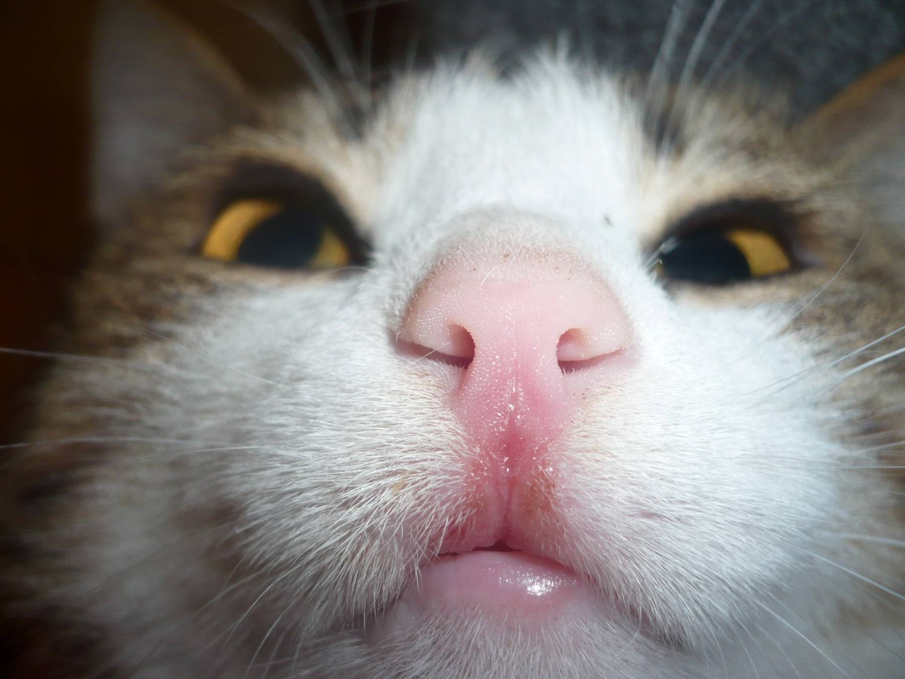 Что делать, если у кошки опухла нижняя губа?