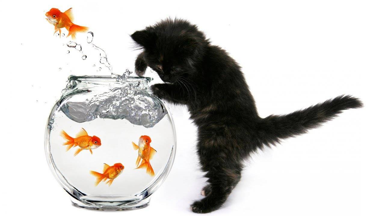 рыбка для кошки картинки для детей