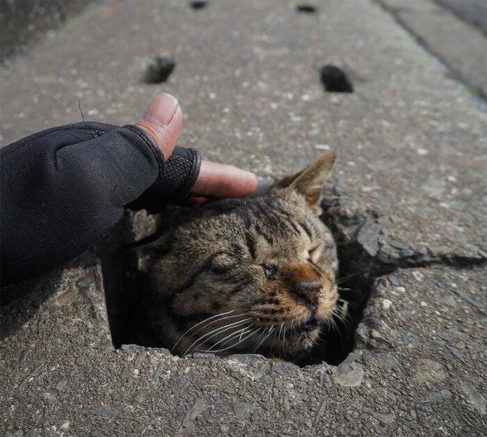 Вы нашли на улице бездомного котенка. что делать?