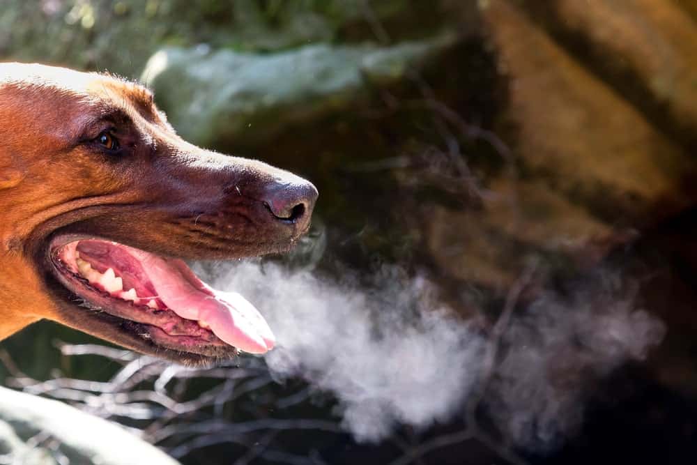 Собака задыхается, хрипит, кашляет: причины, что делать, если приступы, подавилась, периодически задыхается
