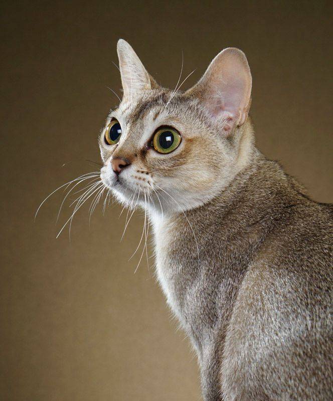 Сингапурская кошка (сингапура): описание породы, внешний вид, характер, уход, кормление, плюсы и минусы