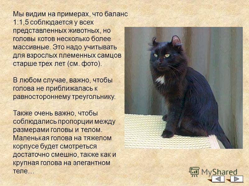 Пиксибоб кошка: фото, видео, о породе, характере, здоровье