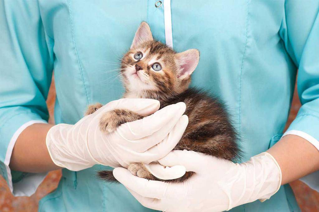 Микроспория у кошек: лечение, симптомы, лечение дома