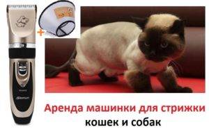 ᐉ машинка для стрижки кошек. как выбрать? - ➡ motildazoo.ru