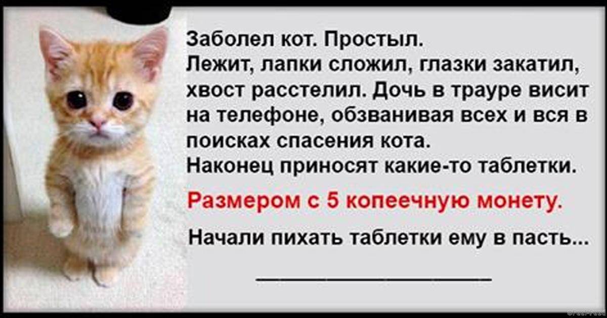 Котик болеет картинки смешные