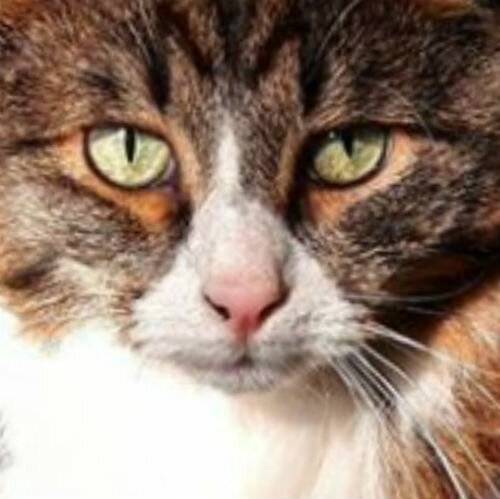 Сухой нос у кошки: когда это норма, а когда первый признак заболевания