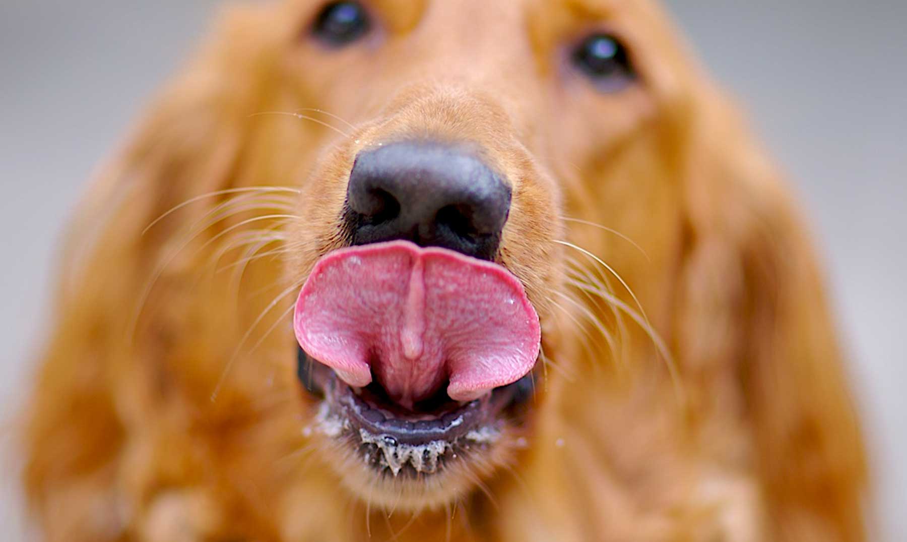 Почему собака часто дышит с открытым ртом. Собака облизывается. Собака облизывает экран. Собака облизывается и сглатывает. Собака часто зевает и облизывается.