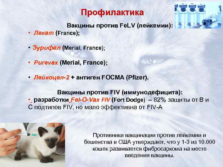 Лейкоз у кошек симптомы и лечение лейкемии