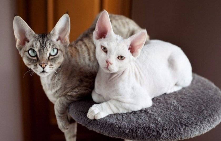 Девон-рекс: описание стандарта породы с фото, характер кошки, особенности ухода
