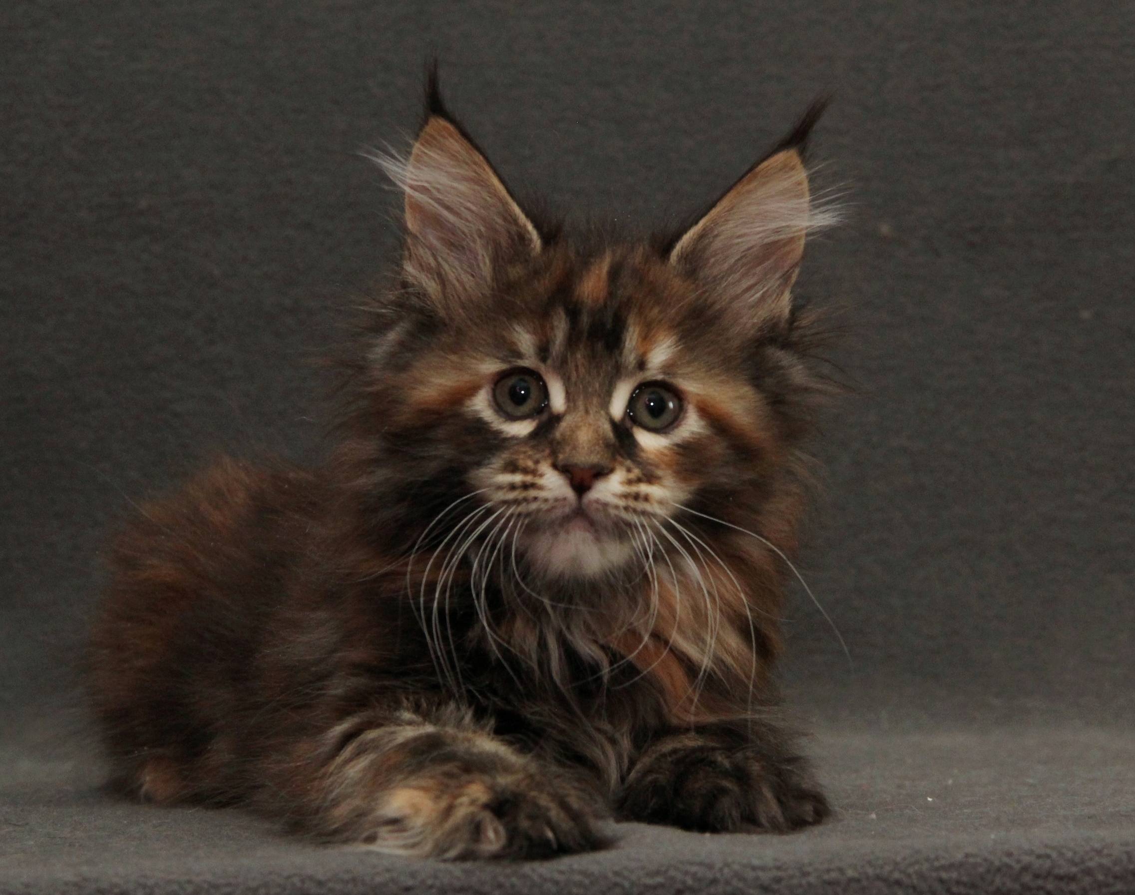 Порода мейкун кошка: фото, цена, характеристика, где купить