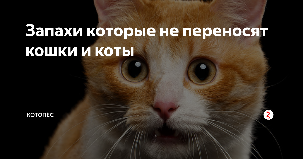 Барьер для пушистого питомца, или какие запахи не любят кошки   :: syl.ru