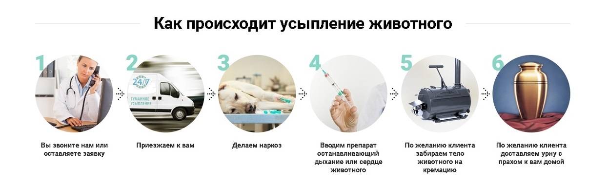 Усыпить собаку: как сделать это быстро и безболезненно, чем, легкий наркоз для временного усыпления, препараты в ветклиниках и домашних условиях - блог о животных - zoo-pet.ru