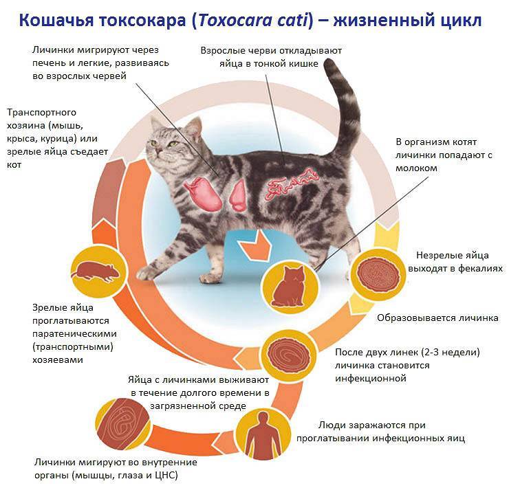 Кальцивирус у кошек