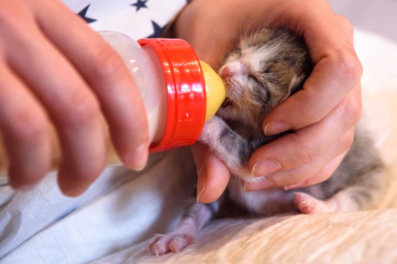 Чем и как кормить новорожденного котенка: как разводить детские смеси