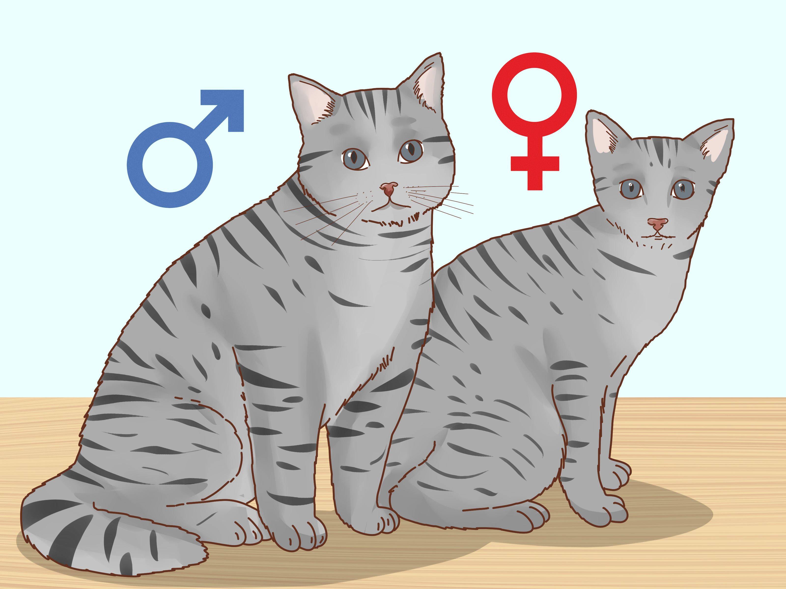 Как отличить кота от кошки: при рождении, по морде и цвету - zoosecrets