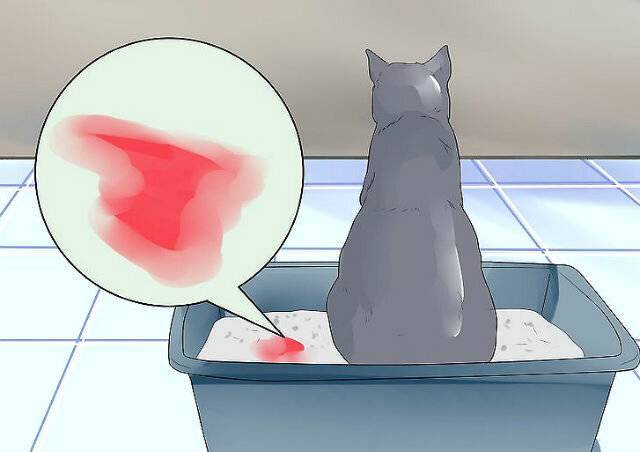 Кровь  в кошачьем лотке: почему кот писает кровью и что с этим делать