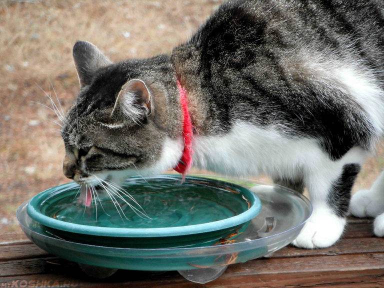 Кошка много пьет (жажда у кошек) - симптомы, лечение, препараты, причины появления | наши лучшие друзья