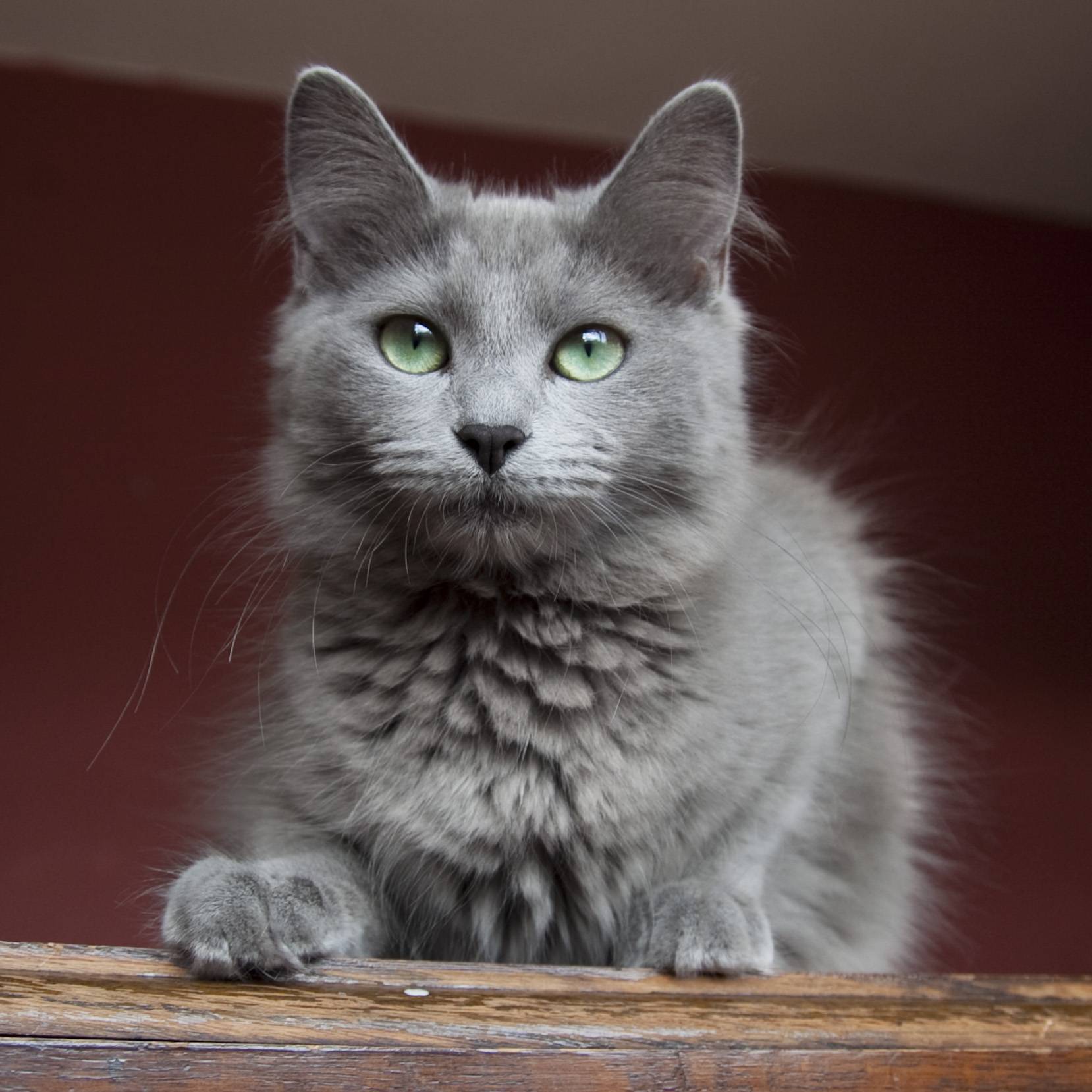 Серые кошки - список пород, фото, название, особенности характера, приметы