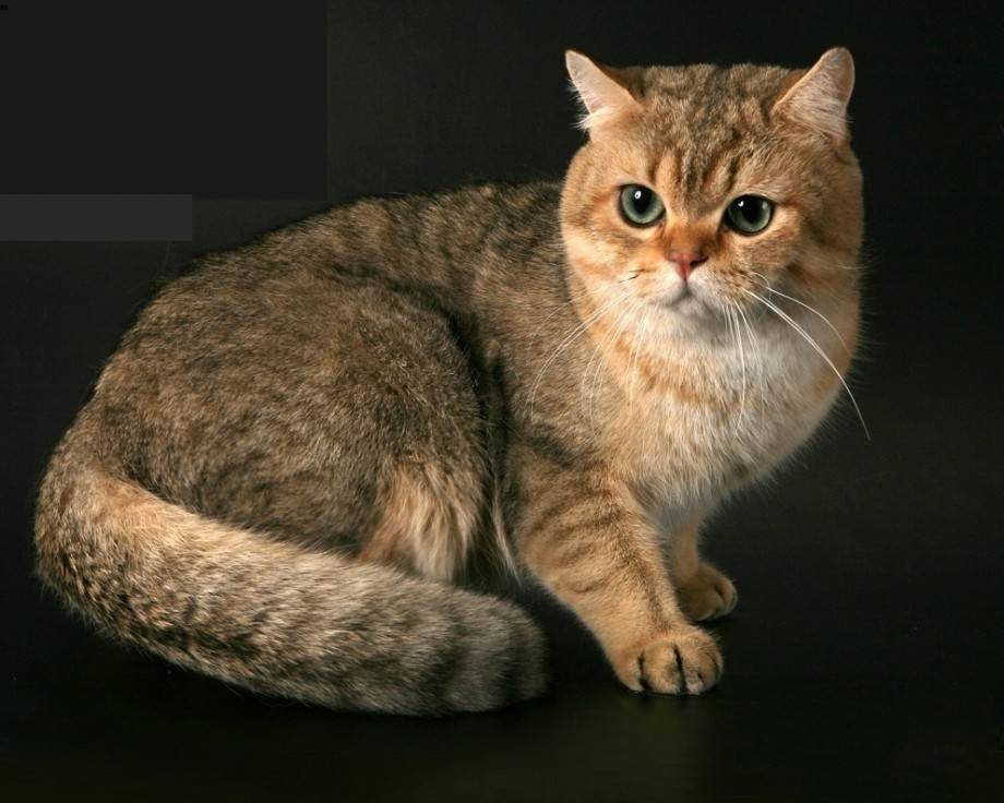 Самые красивые в мире: топ-10 самых популярных пород кошек