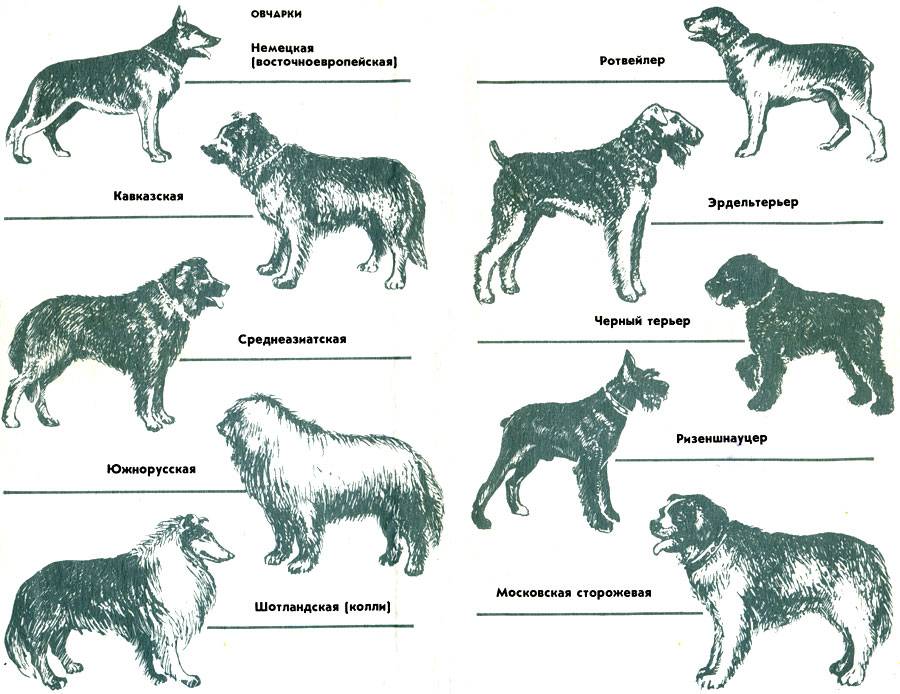 18 популяпных пород служебных собак с описанием | pet7