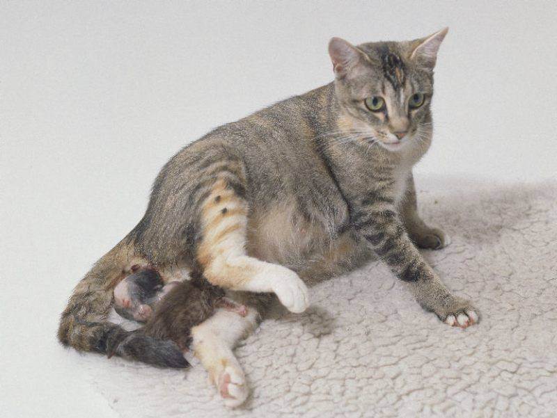 Как проходят первые и последующие роды у кошки