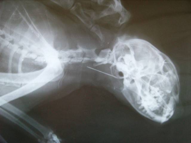 Игла кошки. Кошка проглотила нитку рентген. Если кот проглотил иголку с ниткой.