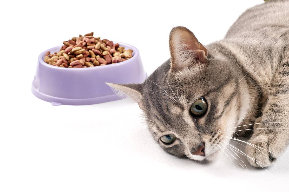 Как приучить взрослую кошку к сухому корму: после влажного или натурального типа питания