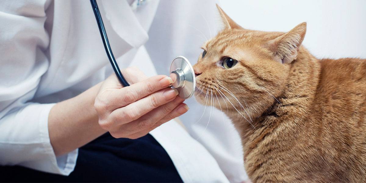Туберкулез у кошек