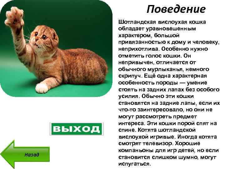 Британская вислоухая кошка - фото, описание породы, характер