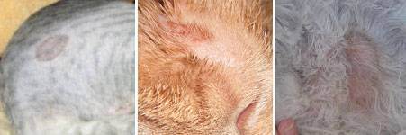 Стригущий лишай у кошек — основные признаки, важные симптомы и варианты лечения (видео + 95 фото)