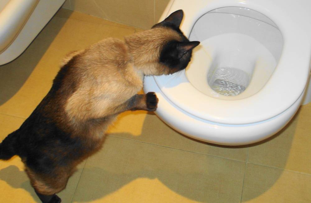 Чем можно помочь кошке, если она не может нормально сходить в туалет по большому