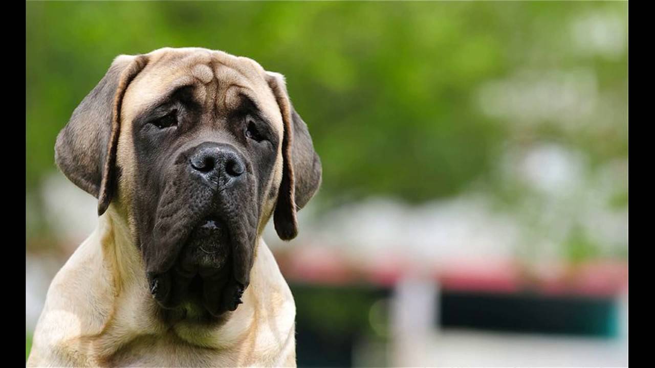 Английский мастиф