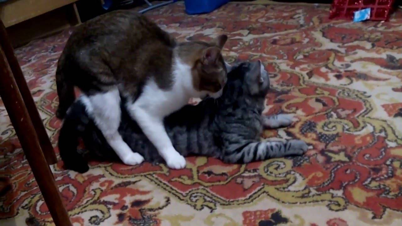 Спаривание кота и кошки — как правильно провести вязку