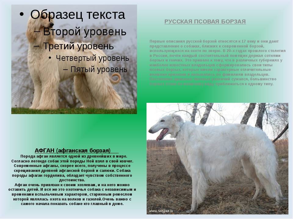 Русская борзая: описание, характер, уход, содержание, фото
русская борзая: описание, характер, уход, содержание, фото