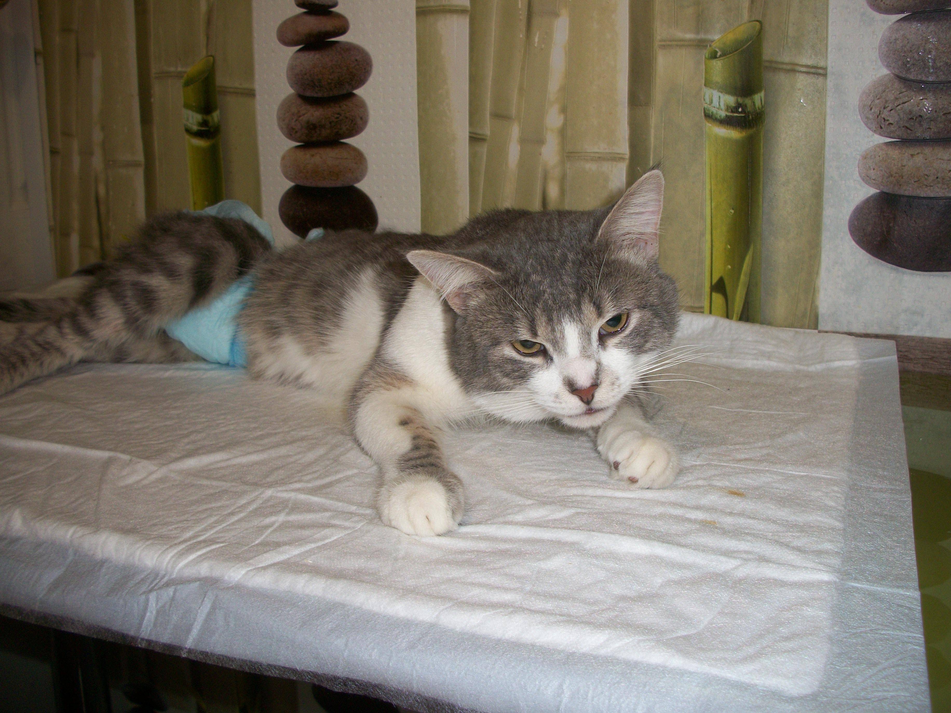 После стерилизации кошки метят. Сколько живут некастрированные коты. Сколько лет живут некастрированные коты в домашних условиях. Сколько кошка отходит от наркоза после стерилизации.