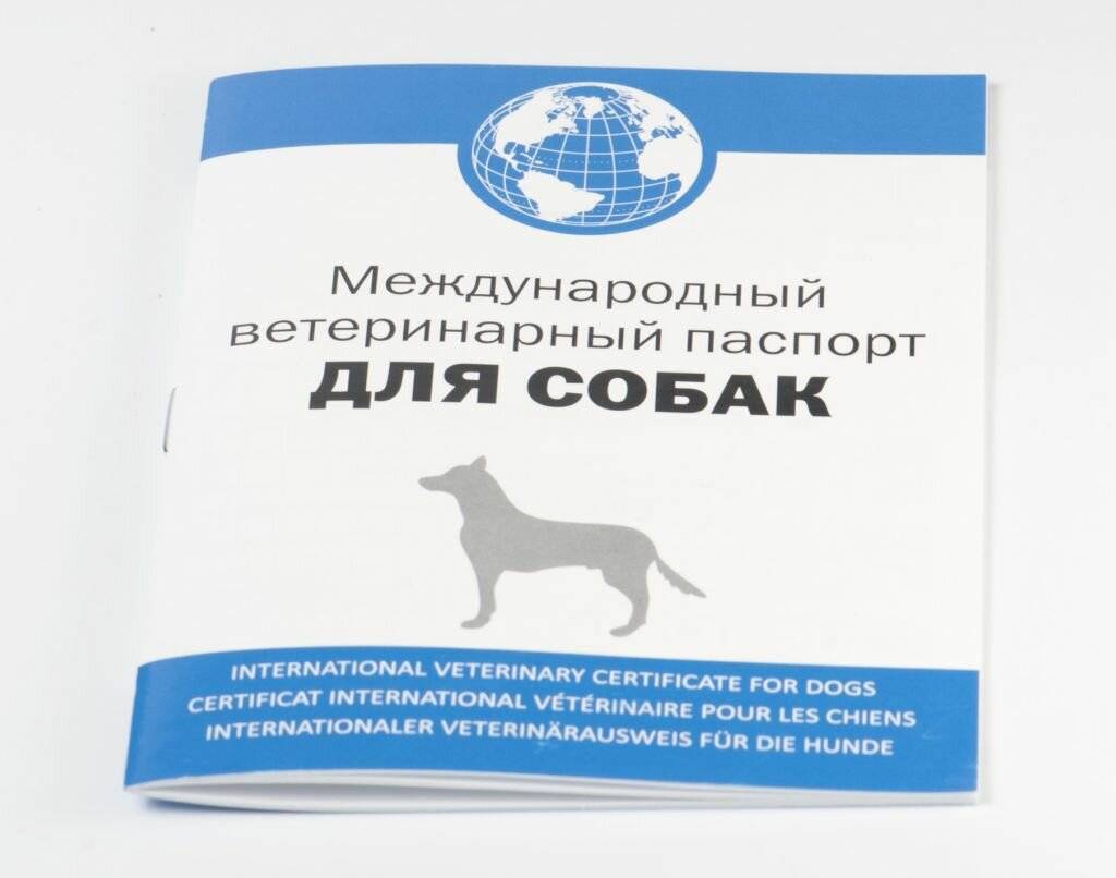 Ветеринарный паспорт для кошки: как сделать, сколько стоит, международный, как заполнить