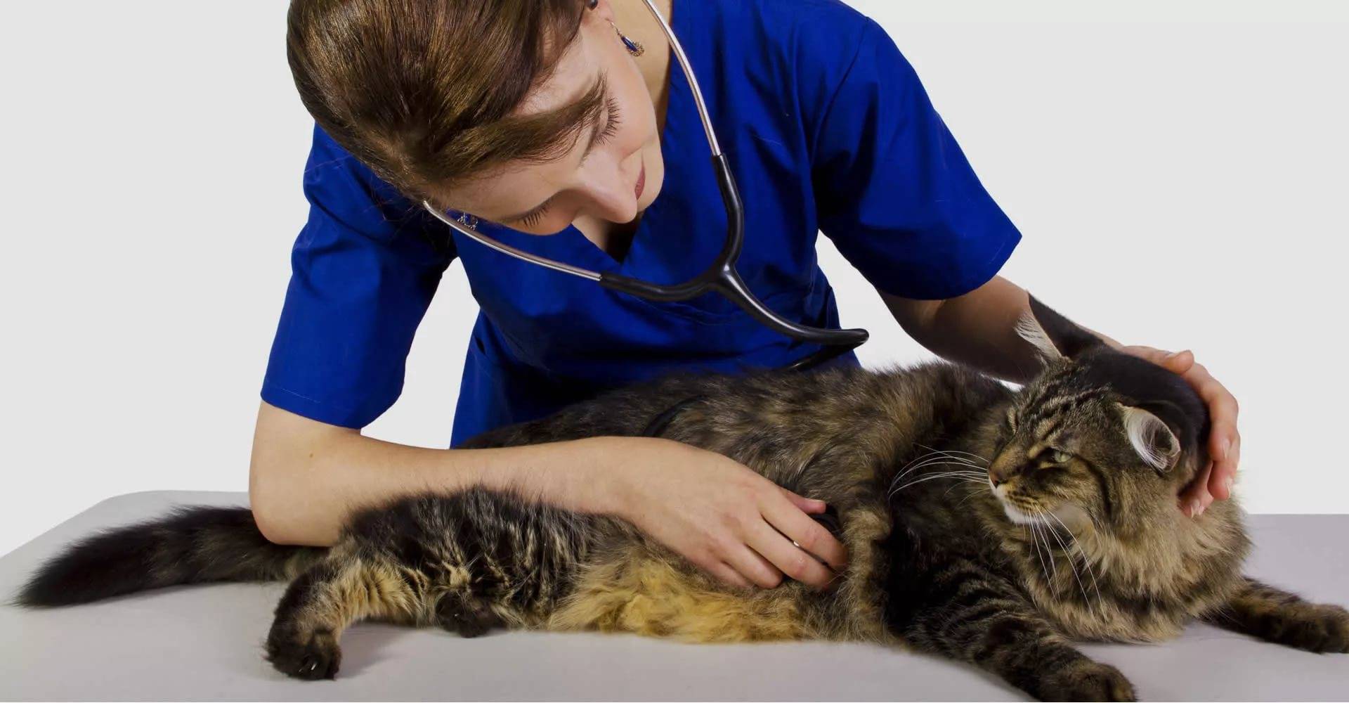 Мочекаменная болезнь у кошек: лечение, симптомы, диета, корм | zoosecrets
