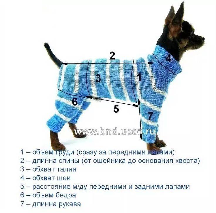 Свитер для собаки: схемы для самостоятельной вязки, для йорка и чихуахуа