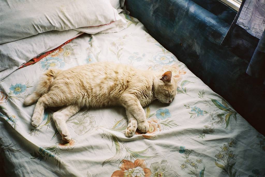 Как отучить котенка писать на кровать и почему кошки мочатся на постель