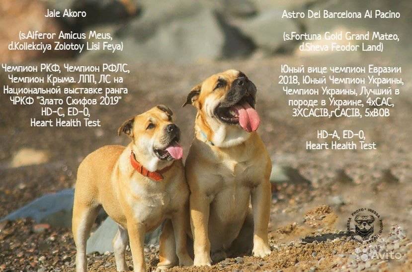 Порода собак кадебо: содержание, здоровье, плюсы и минусы | блог ветклиники "беланта"