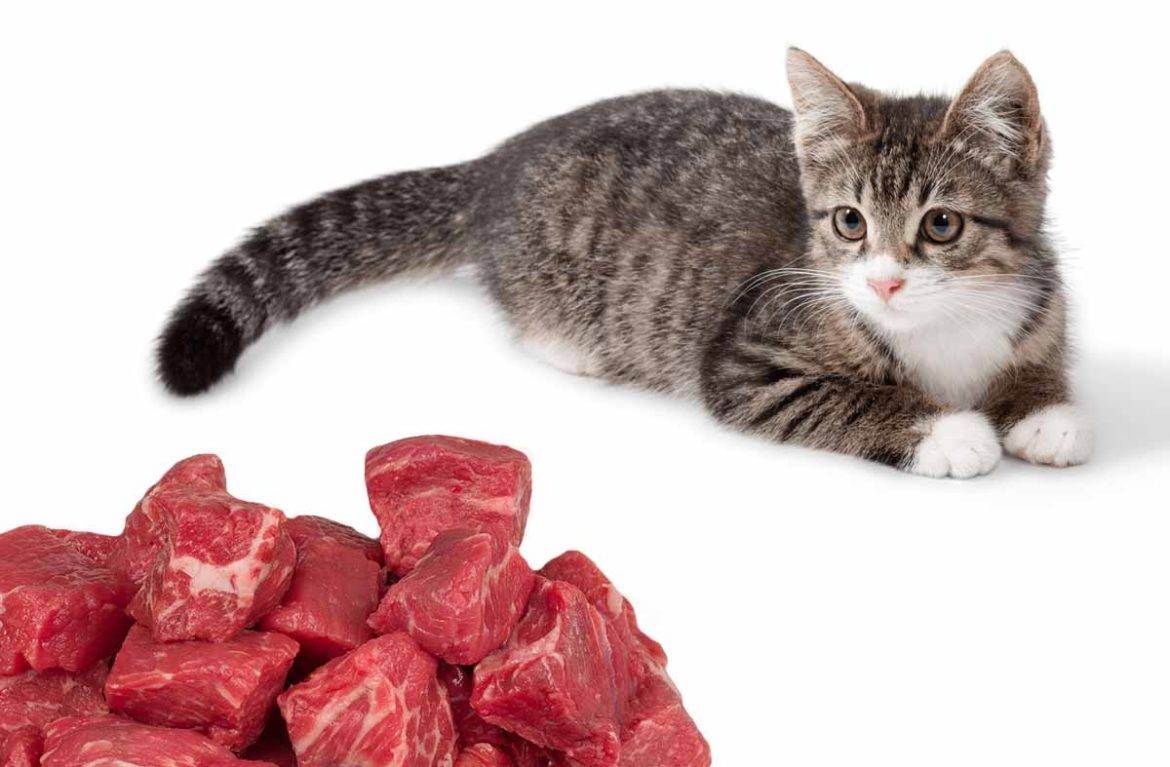 Можно ли давать вместе или чередовать сухой корм и мясо для кошек?