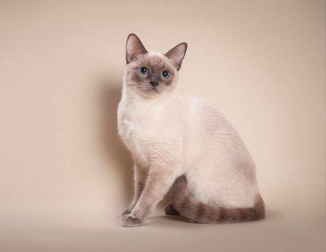 Окрас тайской кошки сил-тебби-пойнт: история выведения, стандарты и особенности, фото