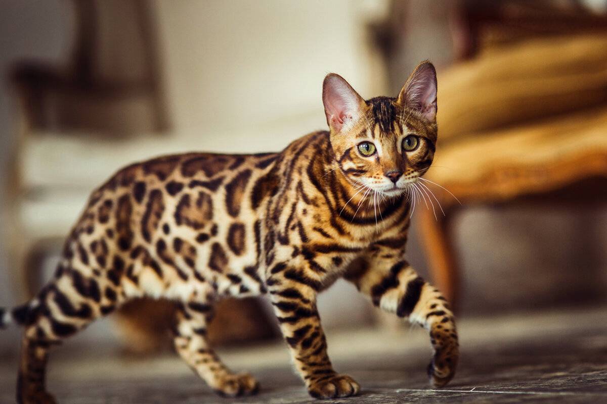 Кошка леопардового окраса