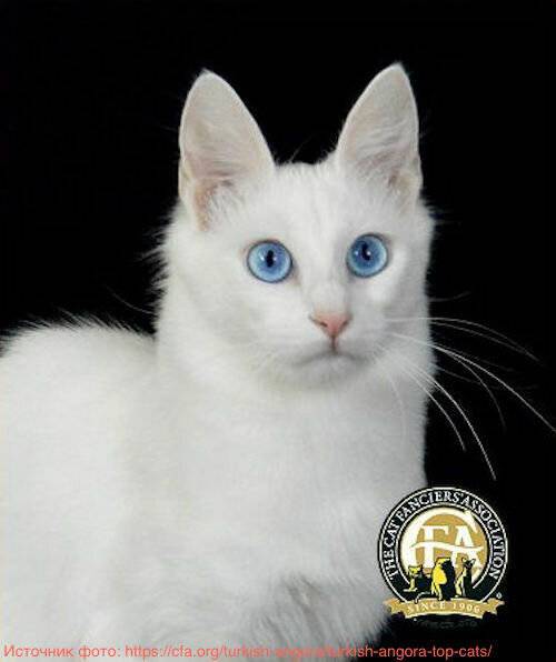Почему белые и голубоглазые кошки глухие от рождения?