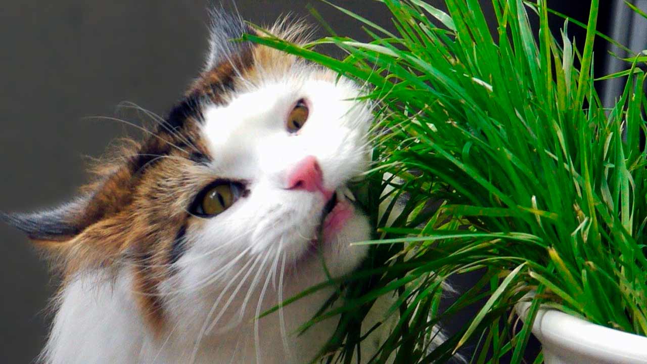 Почему кошка ест землю: возможные причины, рекомендации по уходу