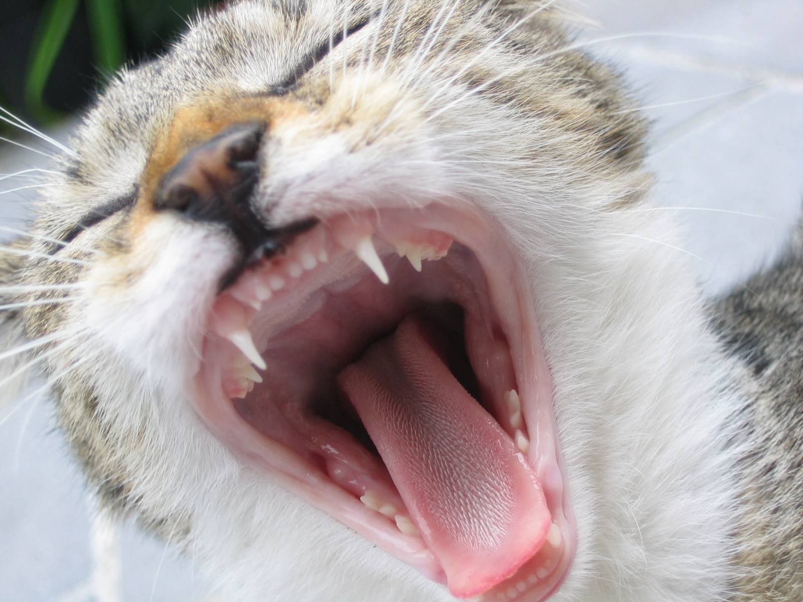 Основные причины почему коты могут дышать как собаки: высовывая язык и часто