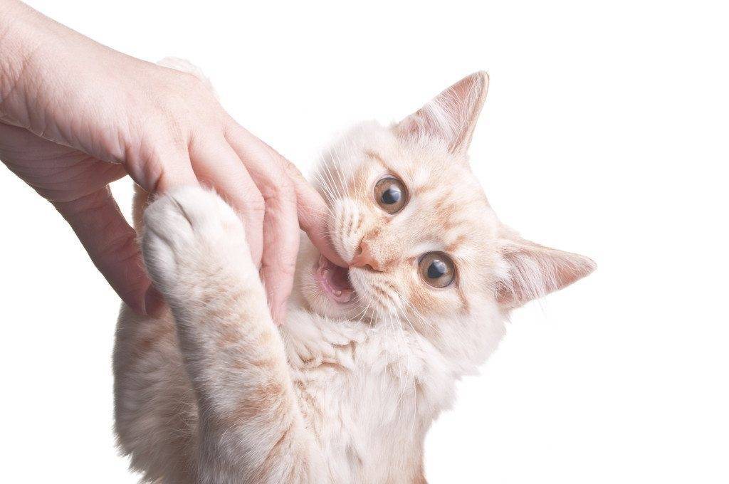 Почему кот, кошка или котенок тяжело или часто дышит, плохо ест и еле ходит: причины затрудненного дыхания