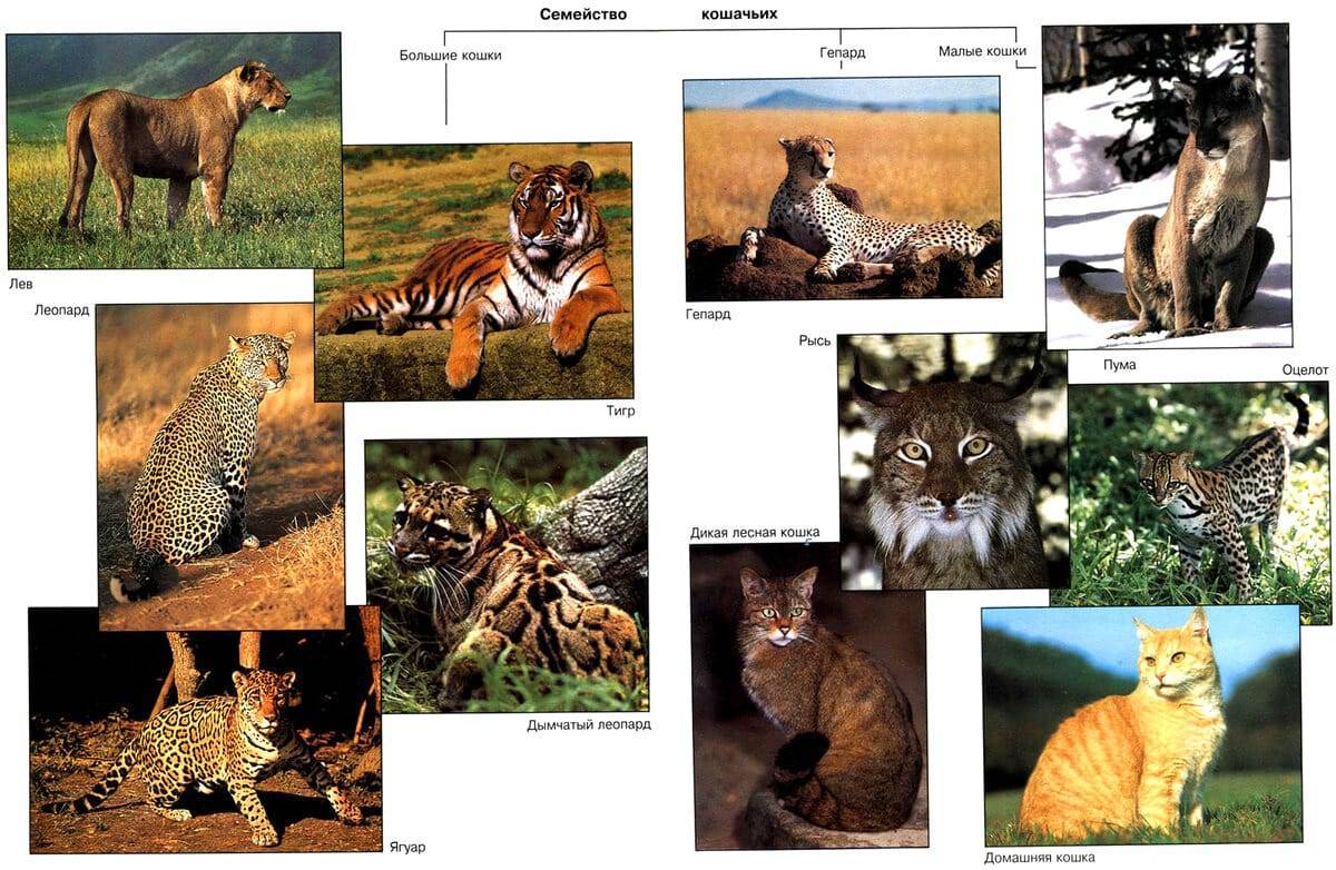 Названия хищных животных: список, виды, описание